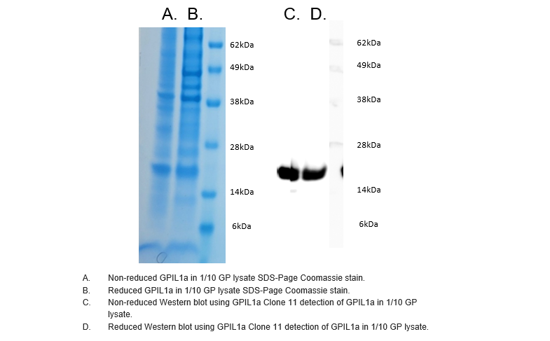 Guinea Pig Interleukin IL1a Monoclonal Antibody Clone 11