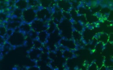 Guinea Pig Interleukin IL1a Monoclonal Antibody Clone 5
