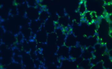 Guinea Pig Interleukin 23 Monoclonal Antibody Clone 23
