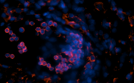 Guinea Pig Interleukin 2 Monoclonal Antibody Clone 11
