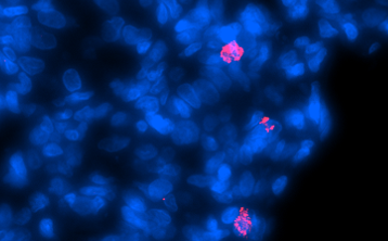 Guinea Pig Interleukin 6 Monoclonal Antibody Clone 3