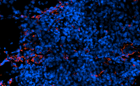 Guinea Pig Tumor Necrosis Factor Alpha Monoclonal Antibody