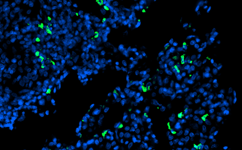 Guinea Pig Interleukin 6 Polyclonal Antibody