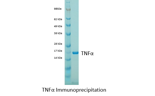 Guinea Pig Tumor Necrosis Factor Alpha Polyclonal Antibody