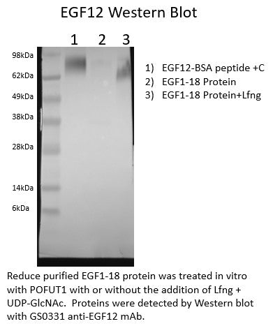 Anti-Notch1 EGF12 T(O-Fuc)466 Monoclonal Antibody