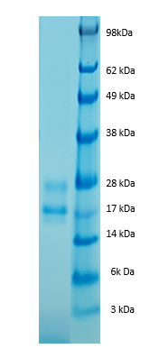 Golden Hamster Interleukin 17 Protein