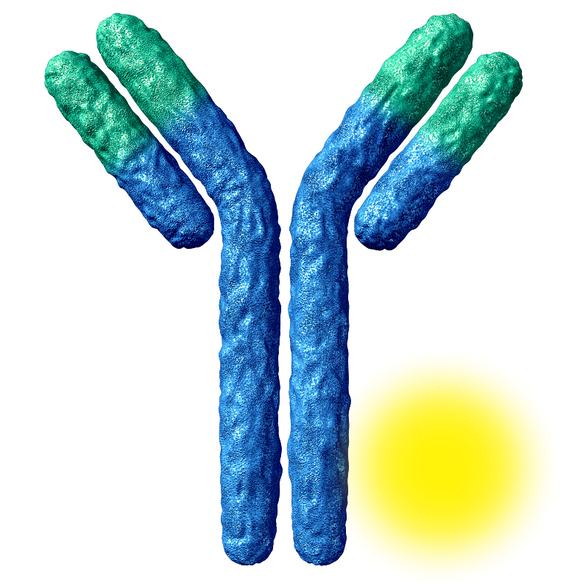 Biotinylated Golden Hamster Interleukin 17 Polyclonal Antibody