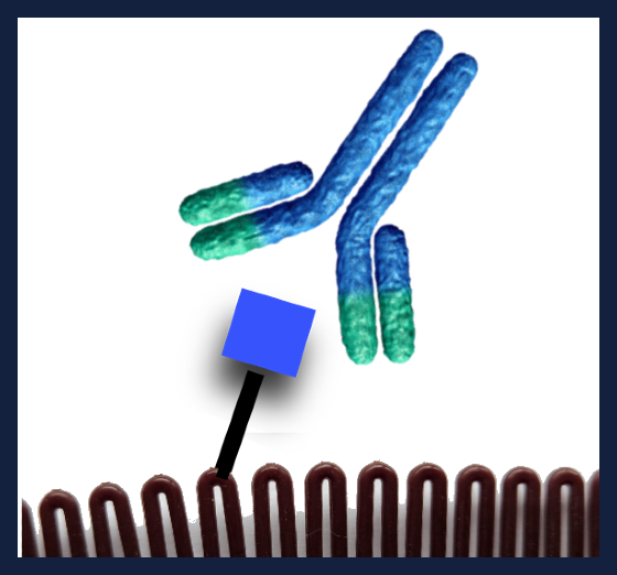Antibodies to O-GlcNAc modified proteins and peptides
