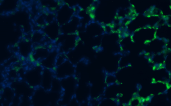 Guinea Pig Interleukin IL1a Monoclonal Antibody Clone 4