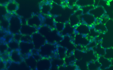 Guinea Pig Interleukin IL1a Monoclonal Antibody Clone 8