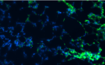 Guinea Pig Interleukin 23 Monoclonal Antibody Clone 5
