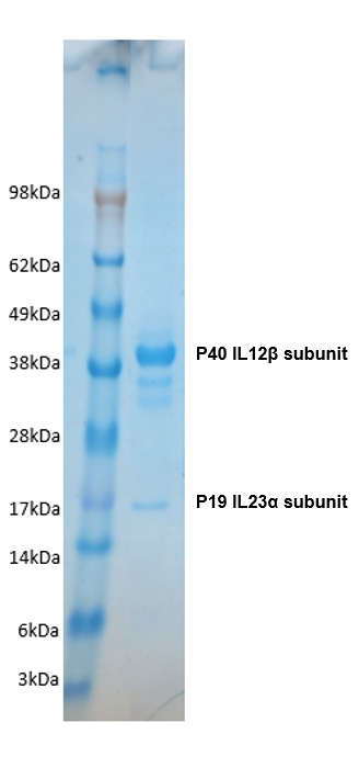 Guinea Pig Interleukin 23 Protein