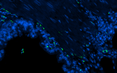Guinea Pig Interleukin 2 Polyclonal Antibody