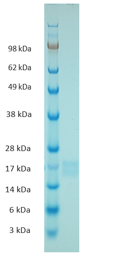 Guinea Pig Interleukin 2 Protein