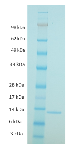 Guinea Pig Interleukin 4 Protein