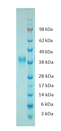 Guinea Pig Interleukin 6 Protein