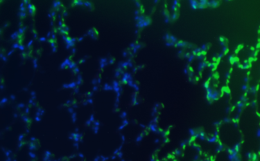 Guinea Pig Interleukin 8 Monoclonal Antibody Clone 85