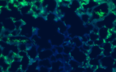 Guinea Pig Interleukin 8 Monoclonal Antibody Clone 87