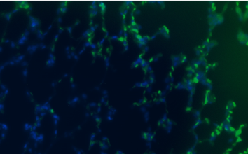 Guinea Pig Interleukin 8 Monoclonal Antibody Clone 8