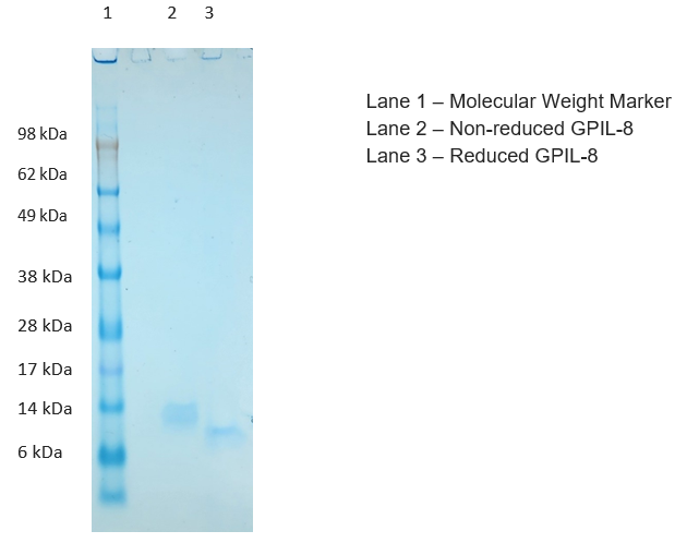 Guinea Pig Interleukin 8 Protein