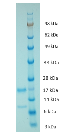 Guinea Pig Interleukin 17 Protein