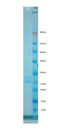 Guinea Pig Interleukin 1L1a Protein