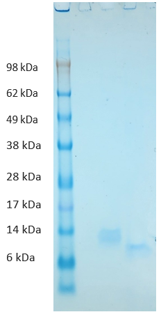 Guinea Pig Interleukin 8 Protein