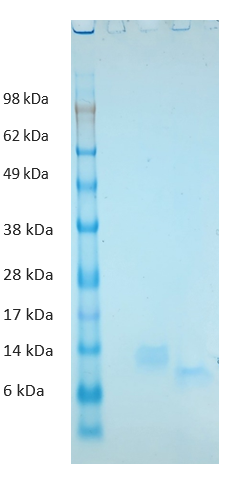 Guinea Pig Interleukin 8 Protein