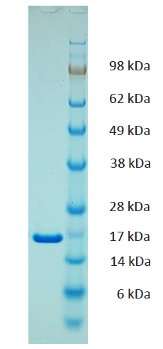 Guinea Pig Tumor Necrosis Factor Alpha Protein