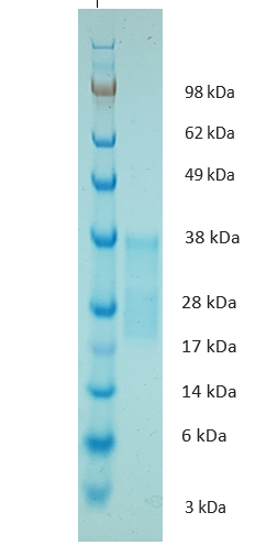 Golden Hamster Interleukin 6 Protein