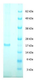 Golden Hamster Tumor Necrosis Factor Alpha Protein
