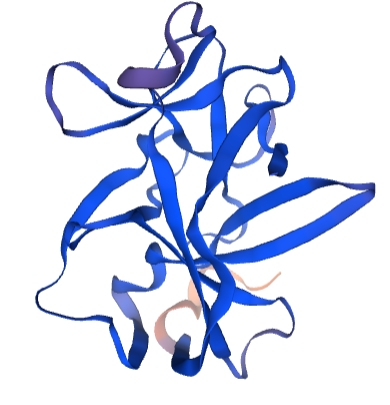 Guinea Pig Interleukin 1L1a Protein
