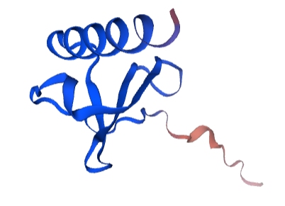 Guinea Pig Interleukin 8 Protein