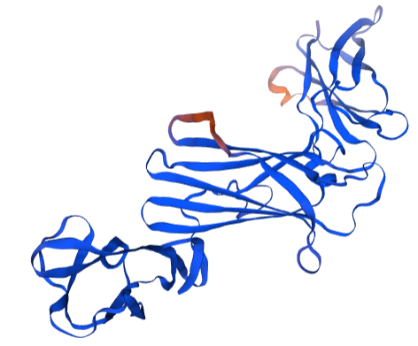 Guinea Pig Interleukin 23 Protein