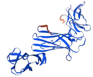 Guinea Pig Interleukin 23 Protein