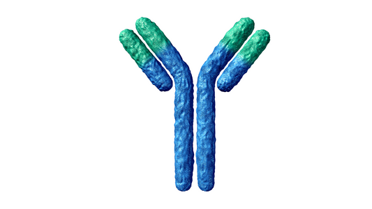 Guinea Pig Interleukin 23 Monoclonal Antibody Clone 23