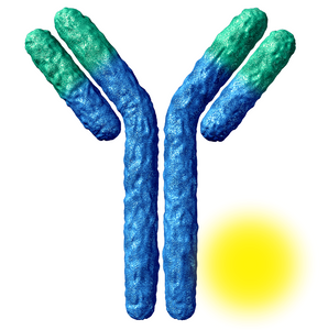 Biotinylated Golden Hamster Interleukin 6 Polyclonal Antibody
