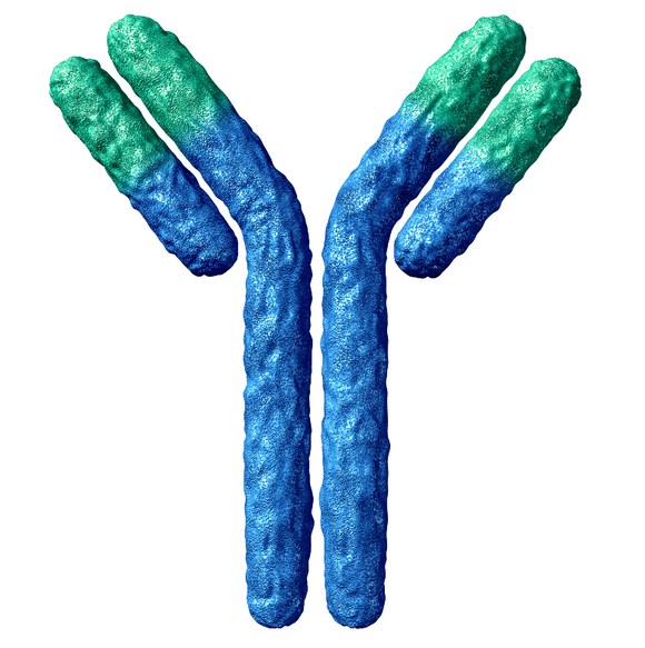 IgG1 - Glycan Heavy - UmAb1-G