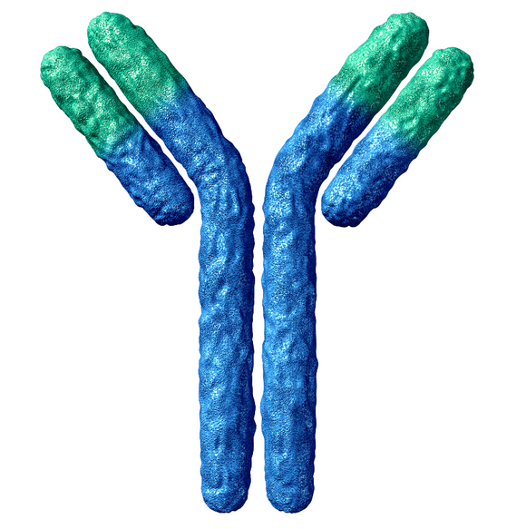 TET1 (2005-2014) Polyclonal Antibody