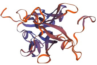 Golden Hamster Interleukin 17 Protein