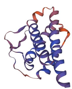 Golden Hamster Interleukin 2 Protein