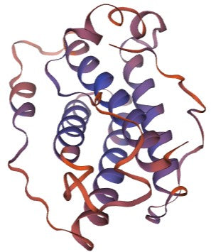 Golden Hamster Interleukin 6 Protein