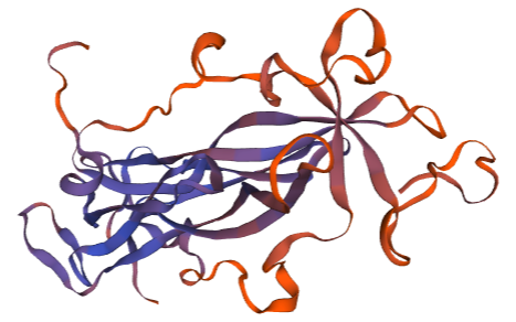 Guinea Pig Interleukin 17 Protein