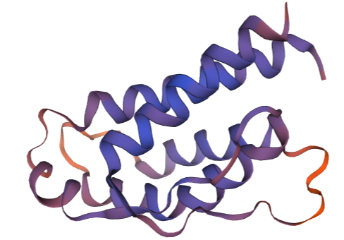 Guinea Pig Interleukin 2 Protein