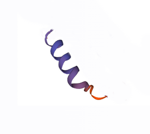 Guinea Pig STAT2 (688-698) Peptide